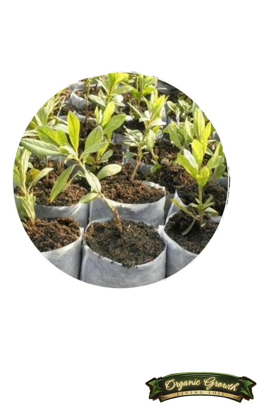 Pflanzbeutel/Anzuchtbeutel 50 Stück - Kickstart dein Grow mit starken Wurzeln!
